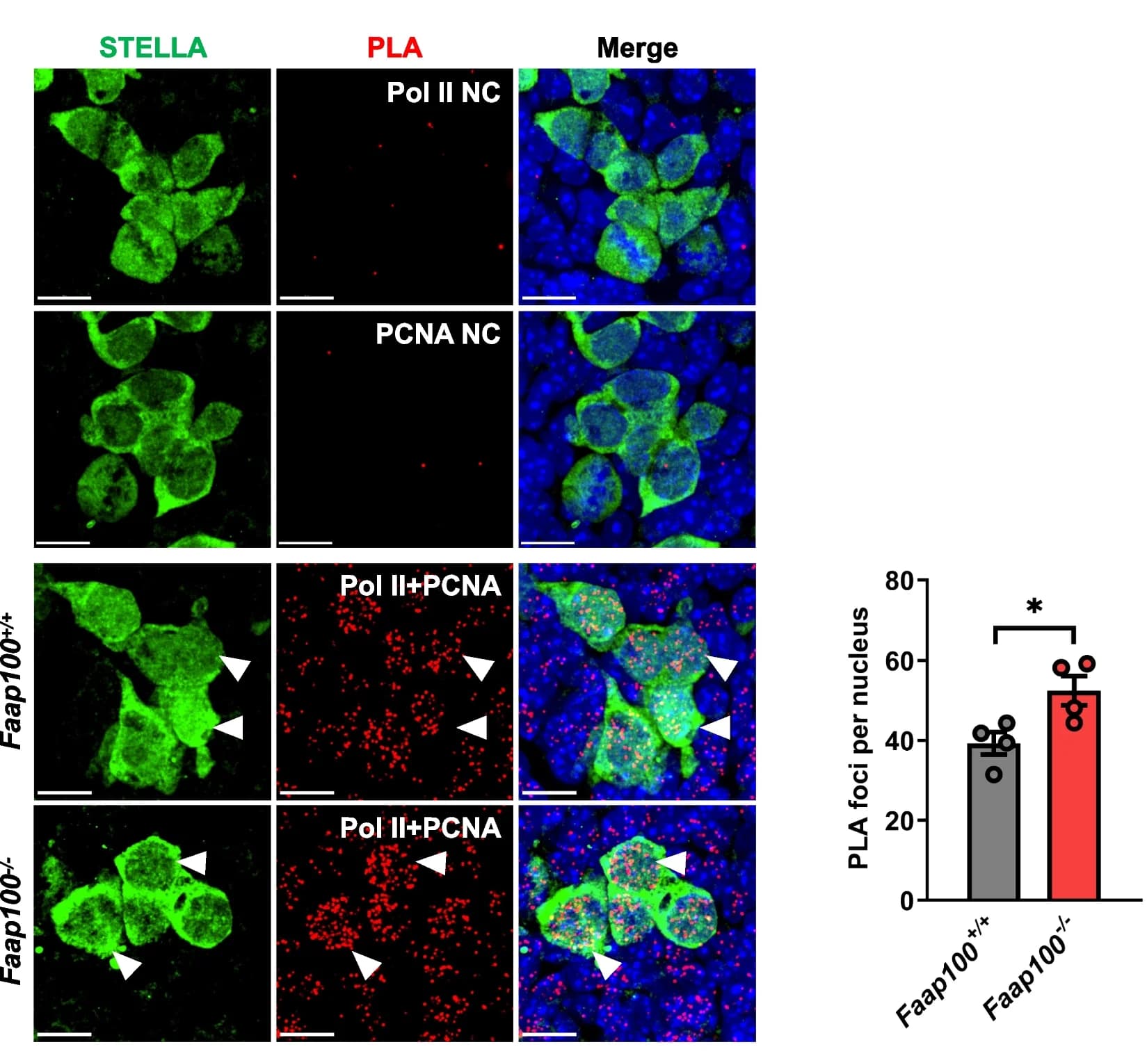 Open access visualization of Bar Plot, Microscopy, Pol II, PCNA, PLA