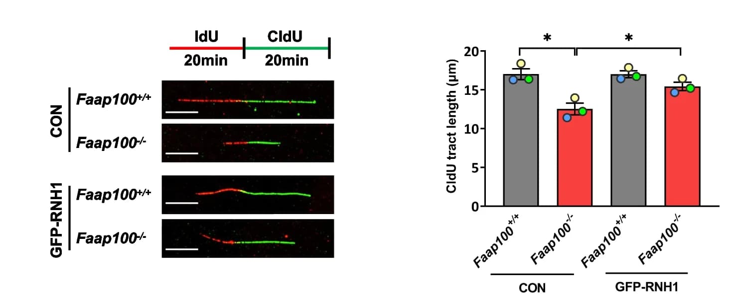 Open access visualization of Bar Plot, Error Bars, MEFs, CldU Tract Lengths, DNA Fibers