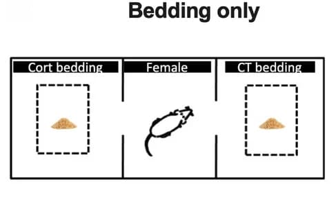 Open access visualization of Workflow, Illustration, Soiled Bedding, Control Group, Corticosterone Group
