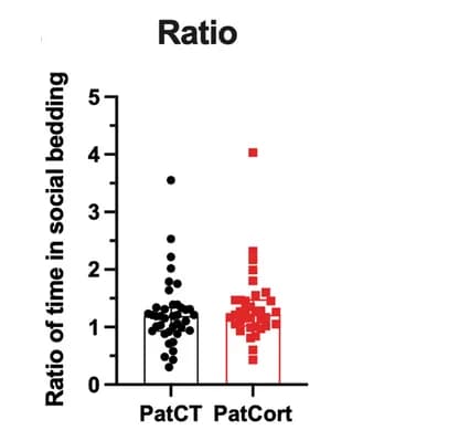 Open access visualization of Scatter Plot, Error Bars, Social Reward, Male Offspring, Paternal Cort-treatment