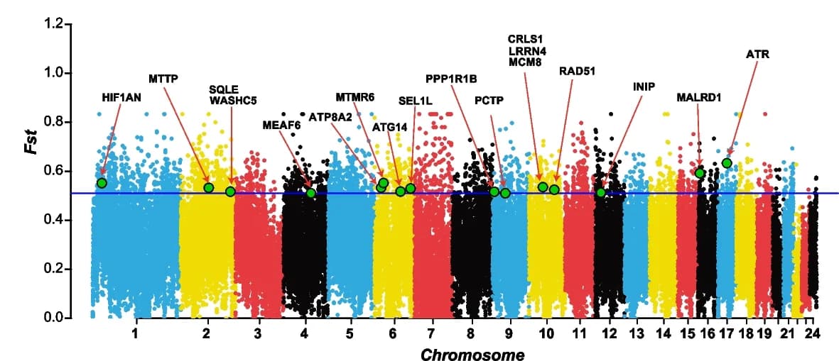 Open access visualization of Manhattan Plot, Scatter Plot, Fixation Index, Genomic Regions, Candidate Genes