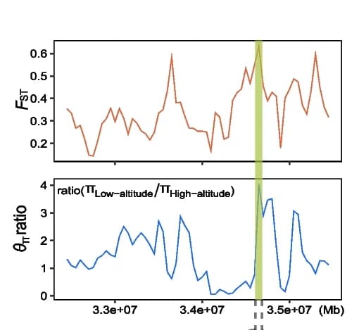 Open access visualization of Line Plot, VCFtools, Genomic Regions, Fixation Index, ATR Gene