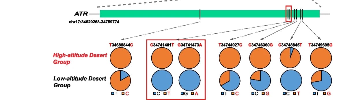 Open access visualization of Pie Chart, Allele Frequencies, Missense Mutations, ATR Gene, High-Altitude Desert Group