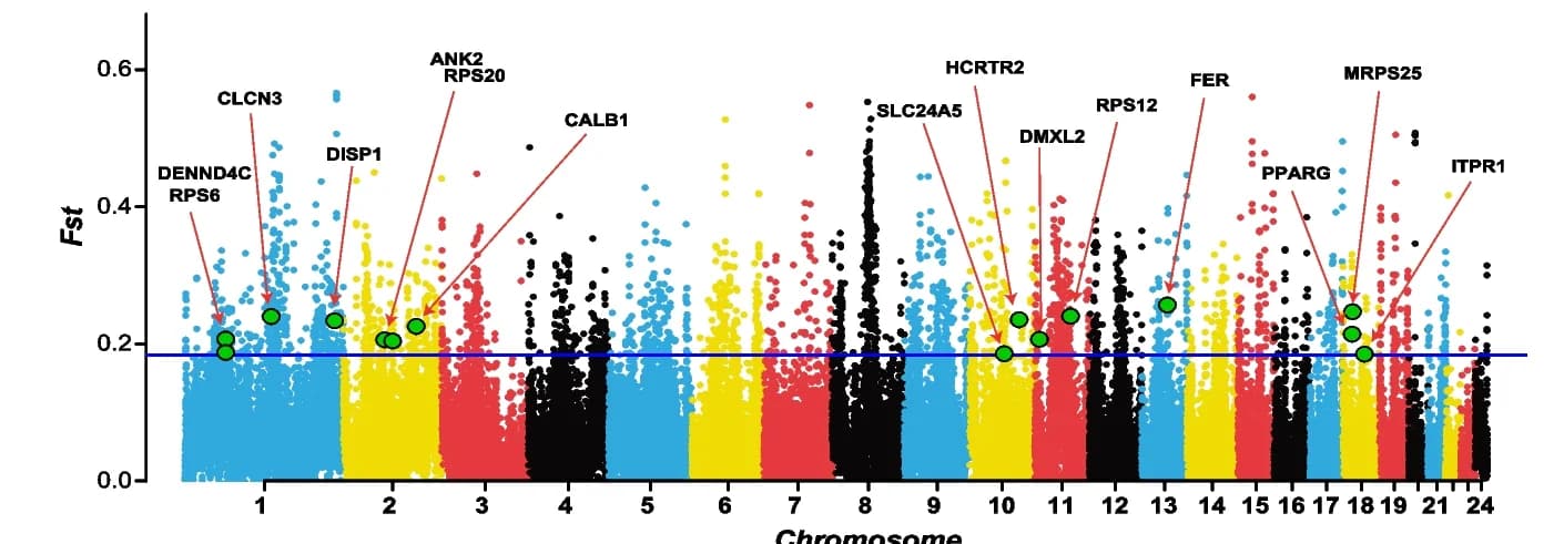 Open access visualization of Manhattan Plot, Scatter Plot, Fixation Indices, Genomic Regions, Candidate Genes