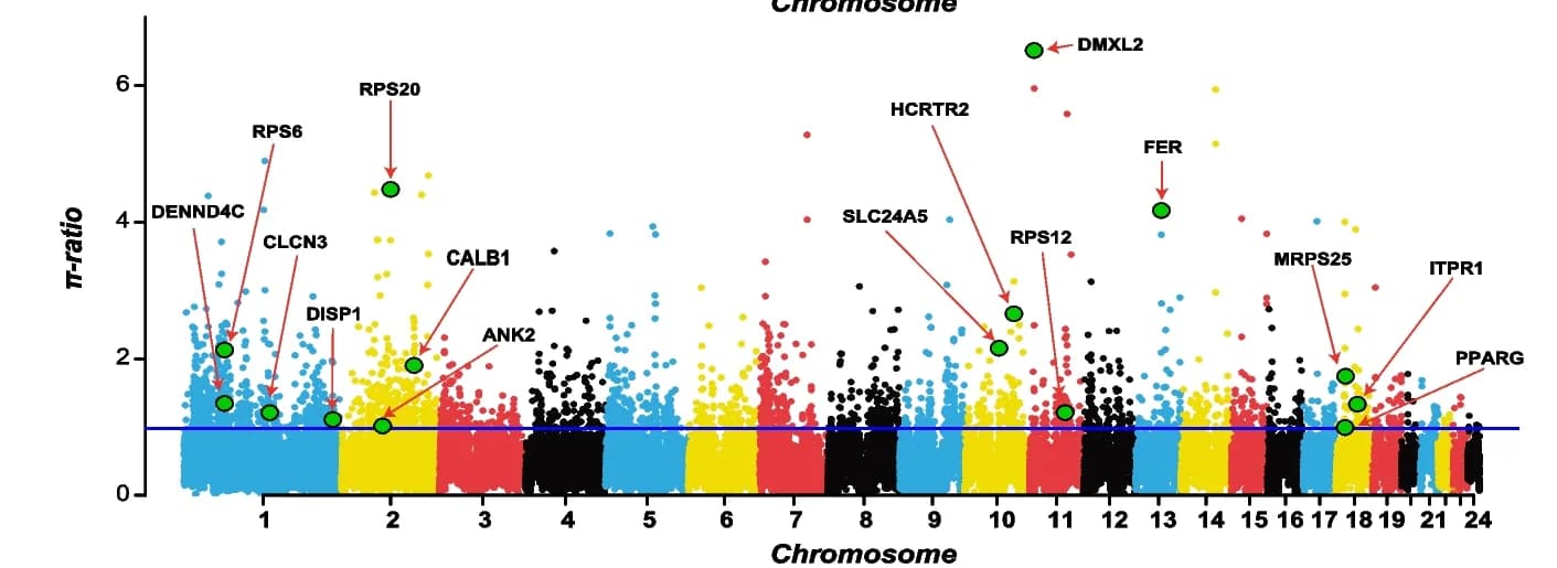 Open access visualization of Manhattan Plot, π-ratio Values, Genomic Regions, Candidate Genes, Desert Adaptation