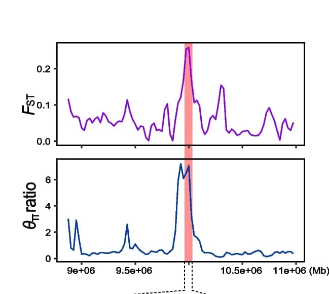 Open access visualization of Line Plot, Log 2 (π-ratios), F ST Values, VCFtools, Genomic Regions