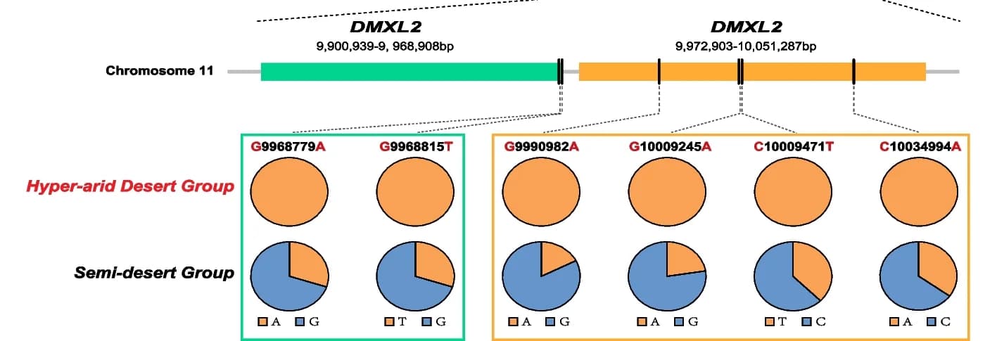 Open access visualization of Pie Chart, Allele Frequencies, Missense Mutations, DMXL2 Gene, Hyper-arid Desert Group