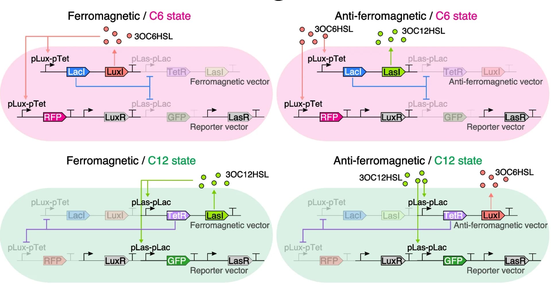 Open access visualization of Workflow, Illustration, Gene Networks, Ferromagnetic, Anti-ferromagnetic