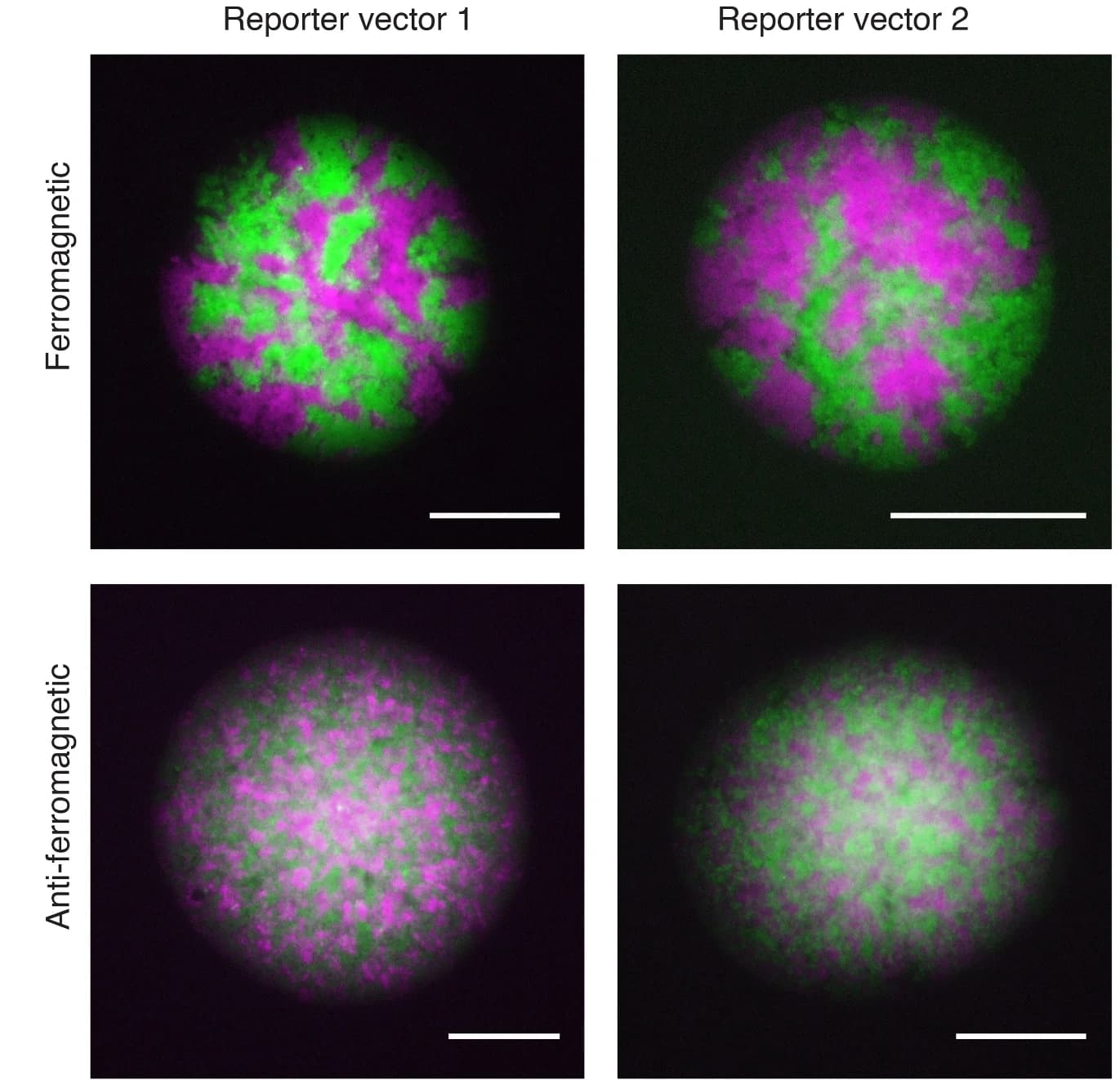 Open access visualization of Microscopy, E. coli Cells, Ferromagnetic, Anti-ferromagnetic, Fluorescent Protein