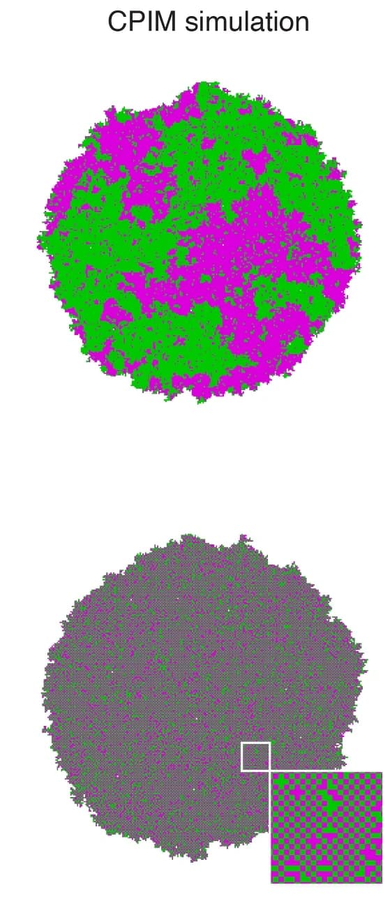 Open access visualization of Illustration, Simulation, CPIM, Population Dynamics