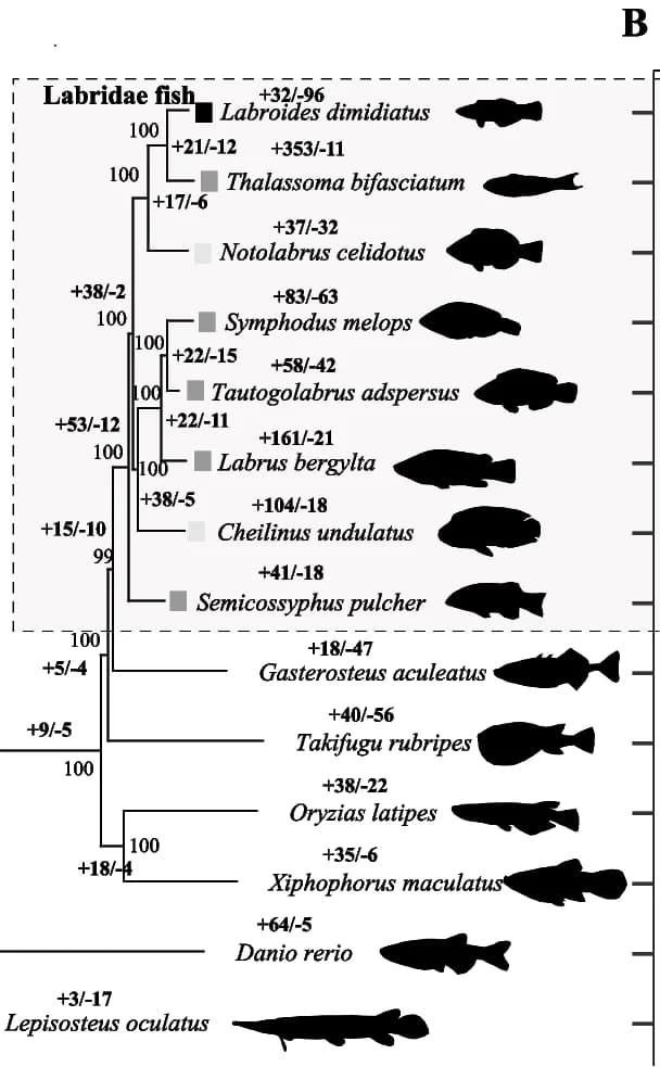 Open access visualization of Illustration, Phylogeny, Fish Species, Gene Families, Labridae