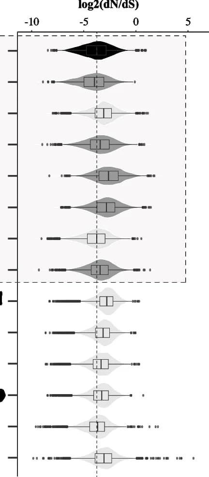 Open access visualization of Violin Plot, Box Plot, Scatter Plot, dN/dS ratio, Fish Species