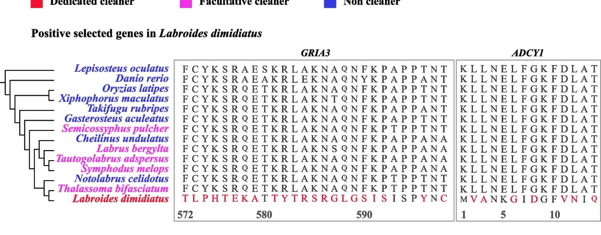 Open access visualization of Illustration, Workflow, GRIA3, Glutamate Receptor 3, ADCY1
