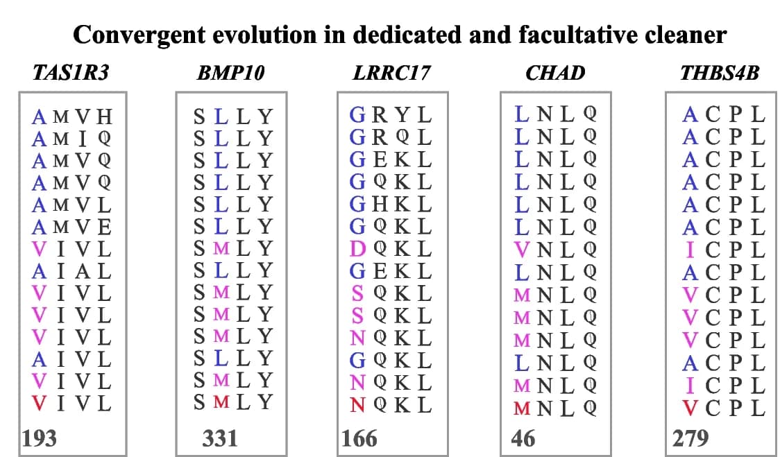 Open access visualization of Table Image, TAS1R3, Taste Receptor Type 1 Member 3, BMP10, Bone Morphogenetic Protein 10