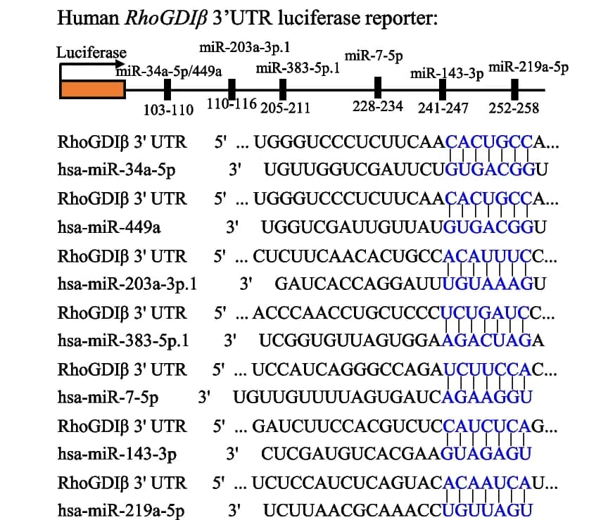 Open access visualization of Illustration, Workflow, miRNA Binding Sites, RhoGDIβ mRNA, TargetScan