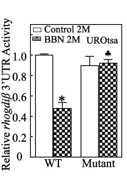 Open access visualization of Bar Plot, Error Bars, Clustered, MiR-219a, RhoGDI