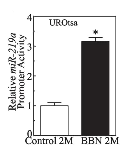 Open access visualization of Bar Plot, Error Bars, UROtsa C2mo cells, UROtsa BBN2mo cells, miR-219a promoter