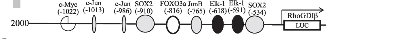 Open access visualization of Illustration, Transcription factor, Binding sites, RhoGDI promoter, Bioinformatics analysis