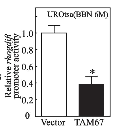 Open access visualization of Bar Plot, Error Bars, TAM67, UROtsa BBN6mo cells, RhoGDI promoter