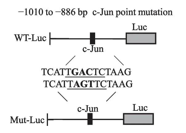 Open access visualization of Workflow, Illustration, c-Jun, Point mutations, RhoGDI promoter