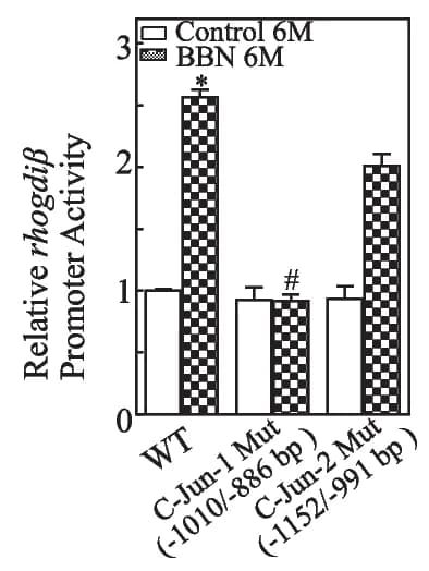 Open access visualization of Bar Plot, Error Bars, Clustered, RhoGDI promoter, Luciferase reporter