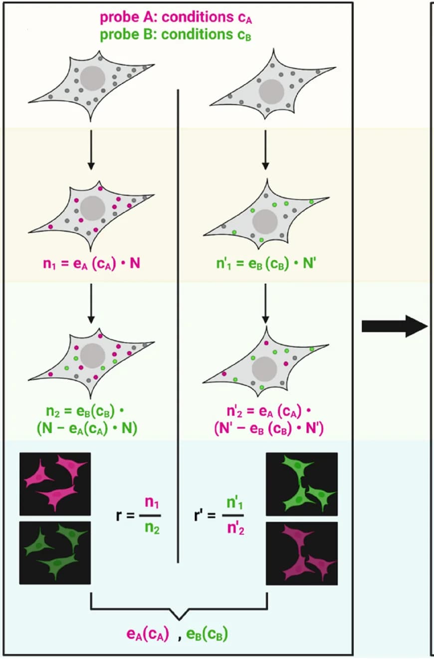 Open access visualization of Workflow, Illustration, Microscopy, Method Workflow, Labeling Efficiency
