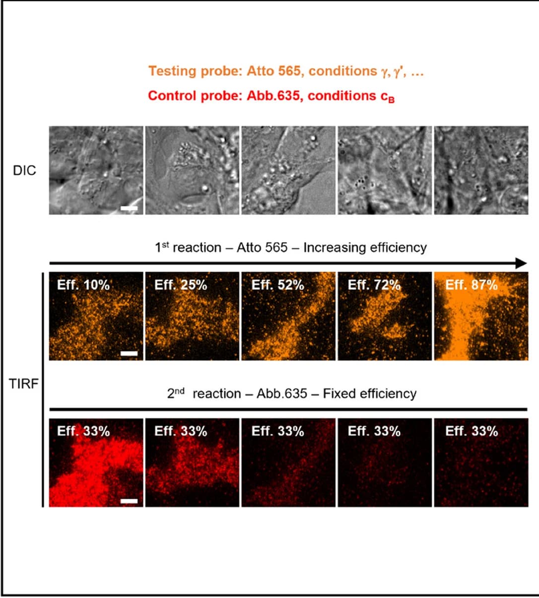 Open access visualization of Microscopy, Experimental Images, DIC Image, TIRF channel, Atto 565