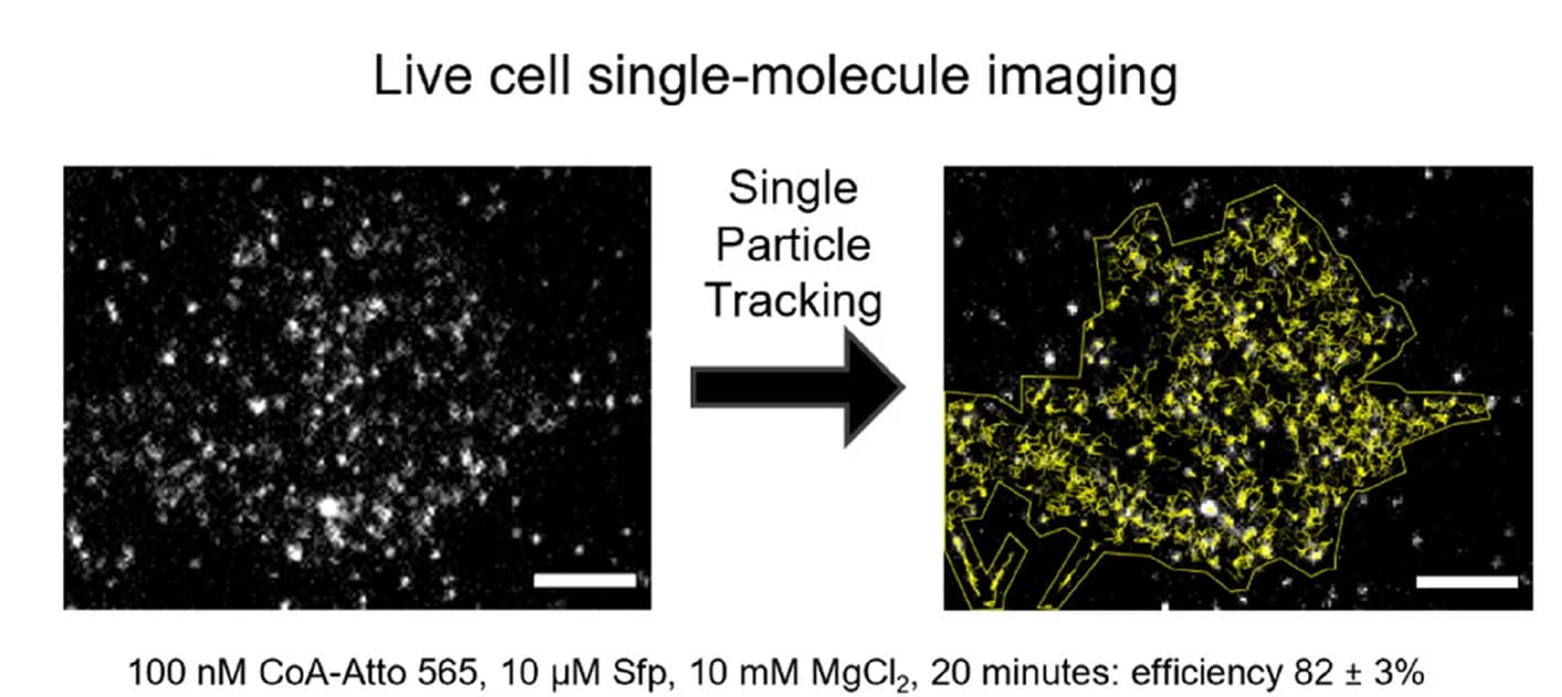 Open access visualization of Microscopy, Single-Molecule Imaging, Live Cells, Single-Particle Tracking, CoA-Atto 565