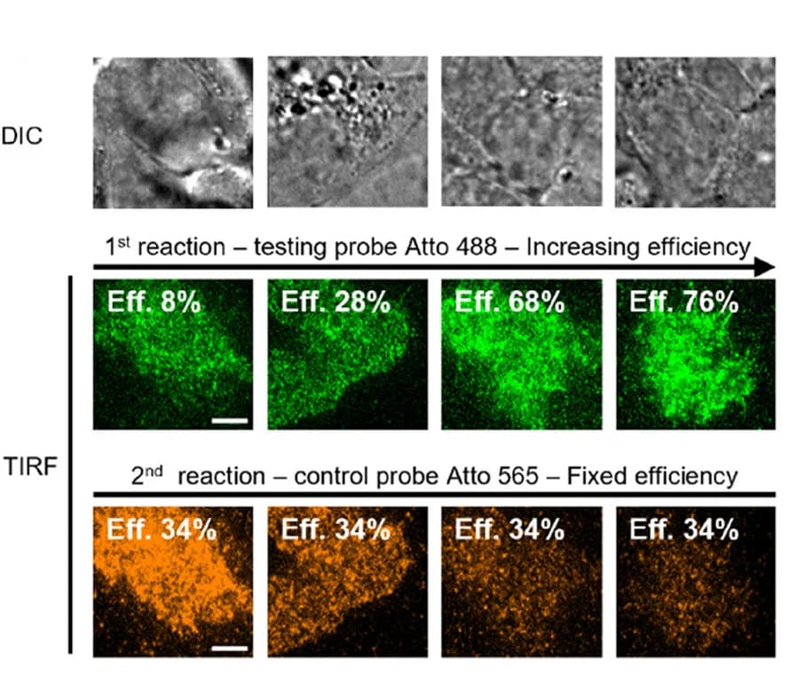 Open access visualization of Microscopy, Atto 488, Atto 565, Efficiency, DIC Image