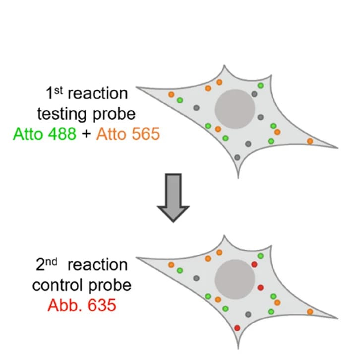 Open access visualization of Workflow, Illustration, Two-Color Labeling, Efficiency Measurement, Atto 565