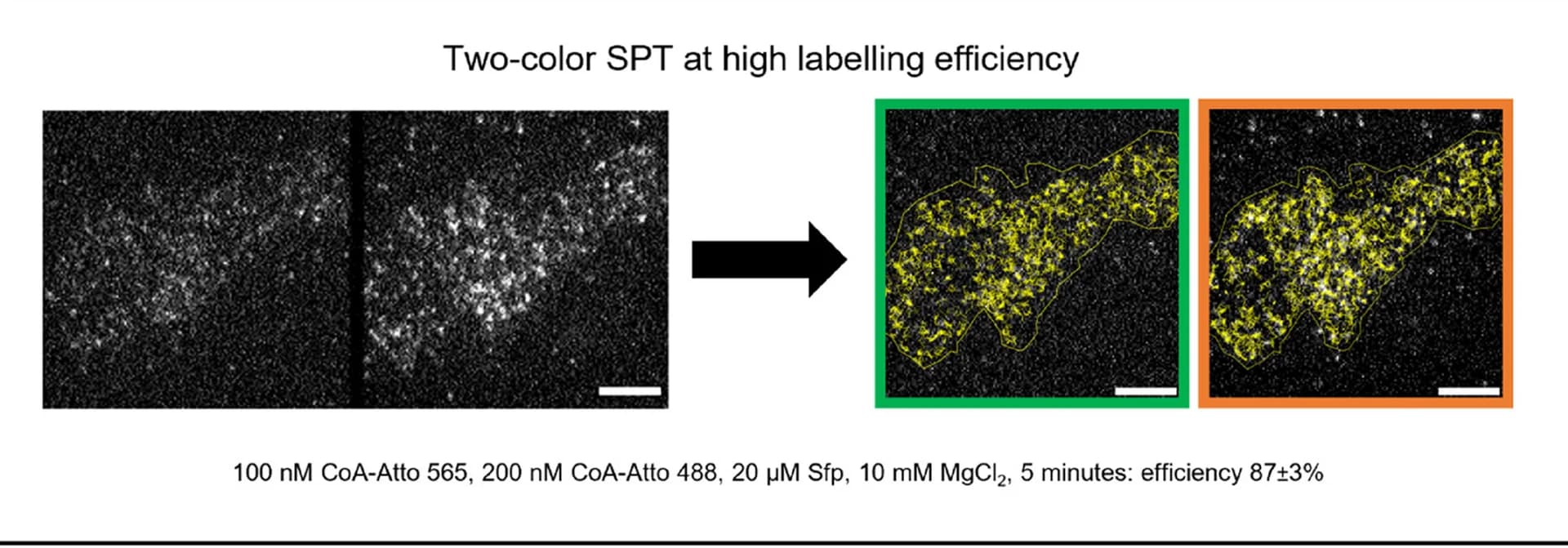Open access visualization of Microscopy, Two-Color Single-Molecule Imaging, Single-Particle Tracking, Labeling Efficiency, TIRF Image