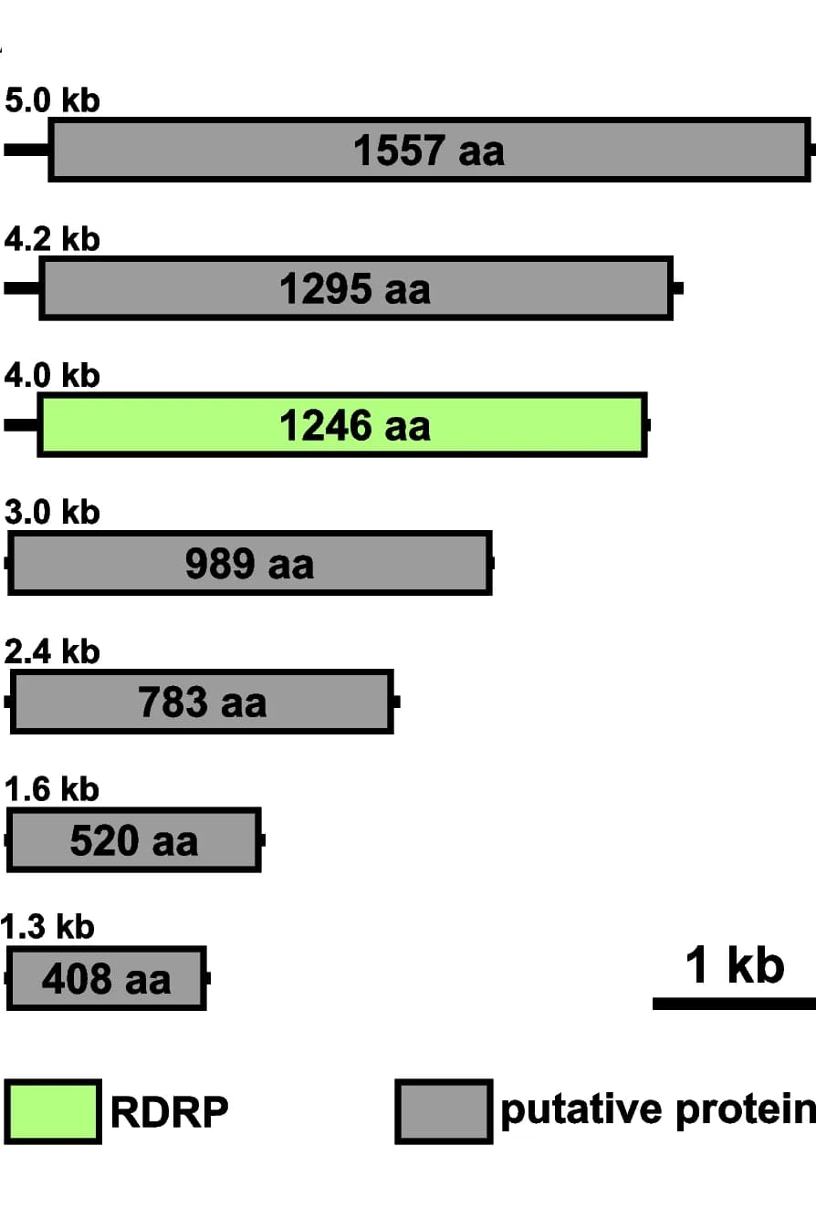 Open access visualization of Illustration, Genomic Organization