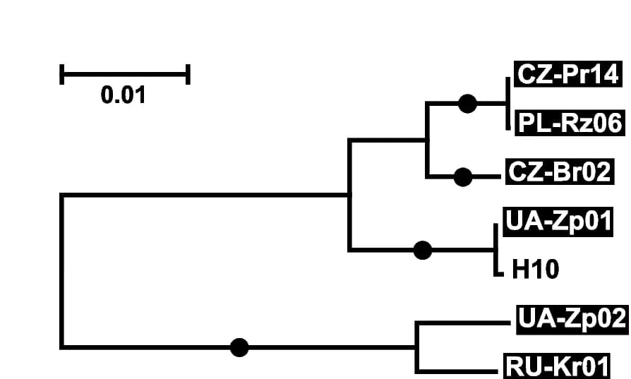 Open access visualization of Network, Phylogenetic Tree, Nucleotide Sequences, ORFs, Bayesian Posterior Probability