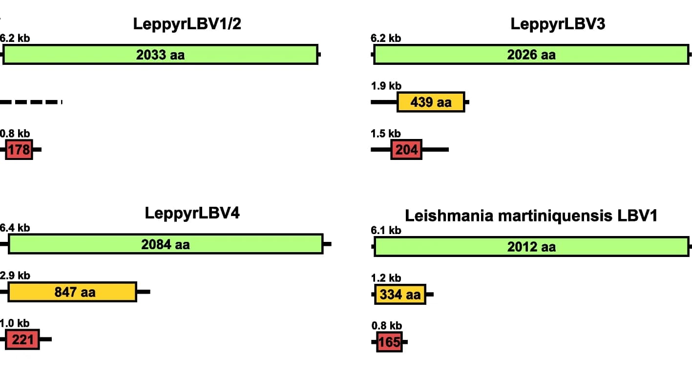 Open access visualization of Illustration, Genome organization, Leishbuviruses, Leptomonas pyrrhocoris, Leishbuviridae