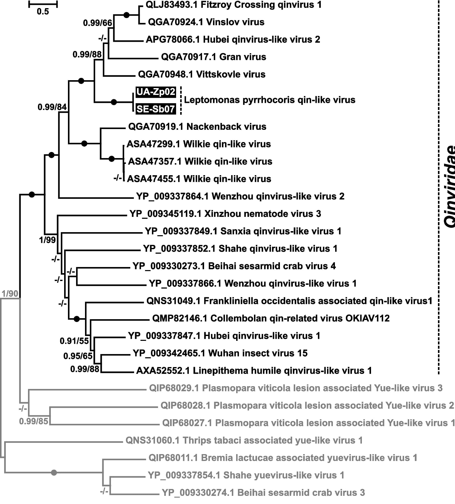 Open access visualization of Line Plot, Phylogenetic Tree, Qinviridae, RDRP, Amino Acid Sequences
