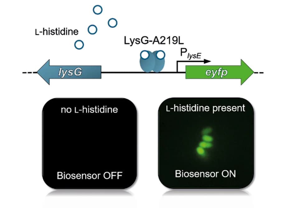 Open access visualization of Workflow, Illustration, Microscopy, Plasmid, Biosensor
