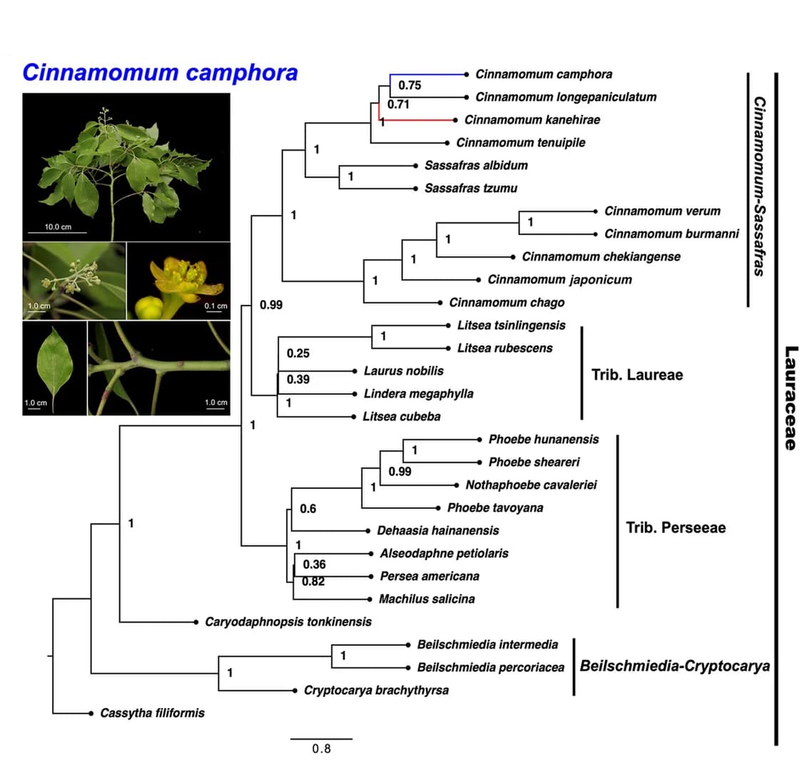 Open access visualization of Network, Pathway, Photo, Cinnamomum camphora, C. kanehirae