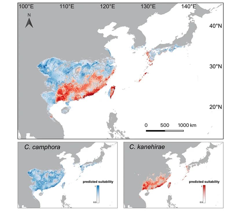 Open access visualization of Geo Map, Cinnamomum camphora, C. kanehirae, Distribution