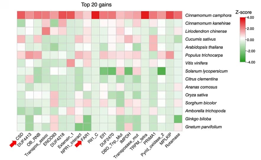 Open access visualization of Heatmap, Pfam, Domain Counts, Cold Shock Domain, Z Score
