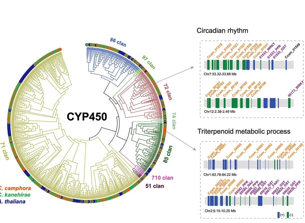 Open access visualization of Network, Bar Plot, Phylogenetic Analysis, Tandem Duplication, CYP450 Genes