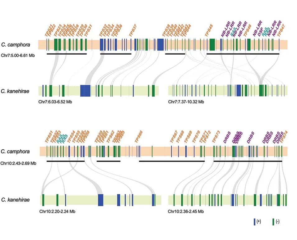 Open access visualization of Sankey, TPS gene clusters, Chromosome location, Cinnamomum camphora, Tandem duplication