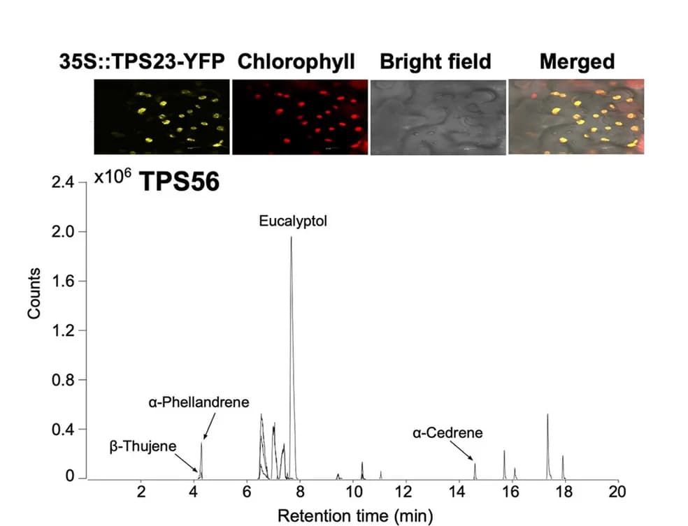 Open access visualization of Line Plot, Microscopy, Subcellular localization, Transient function validation, Cinnamomum camphora