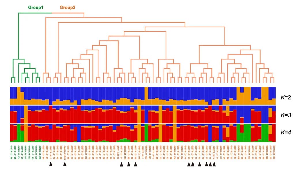 Open access visualization of Bar Plot, Clustered, Phylogenetic Tree, Population Structure, SNPs