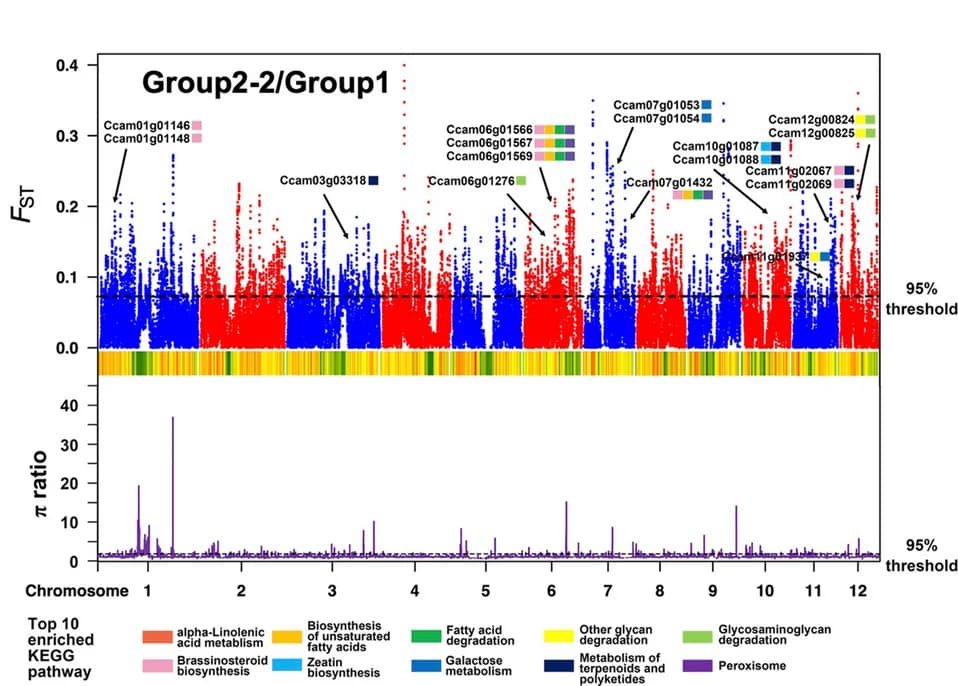 Open access visualization of Manhattan Plot, Line Plot, FST Distribution, Nucleotide Diversity, Group 1