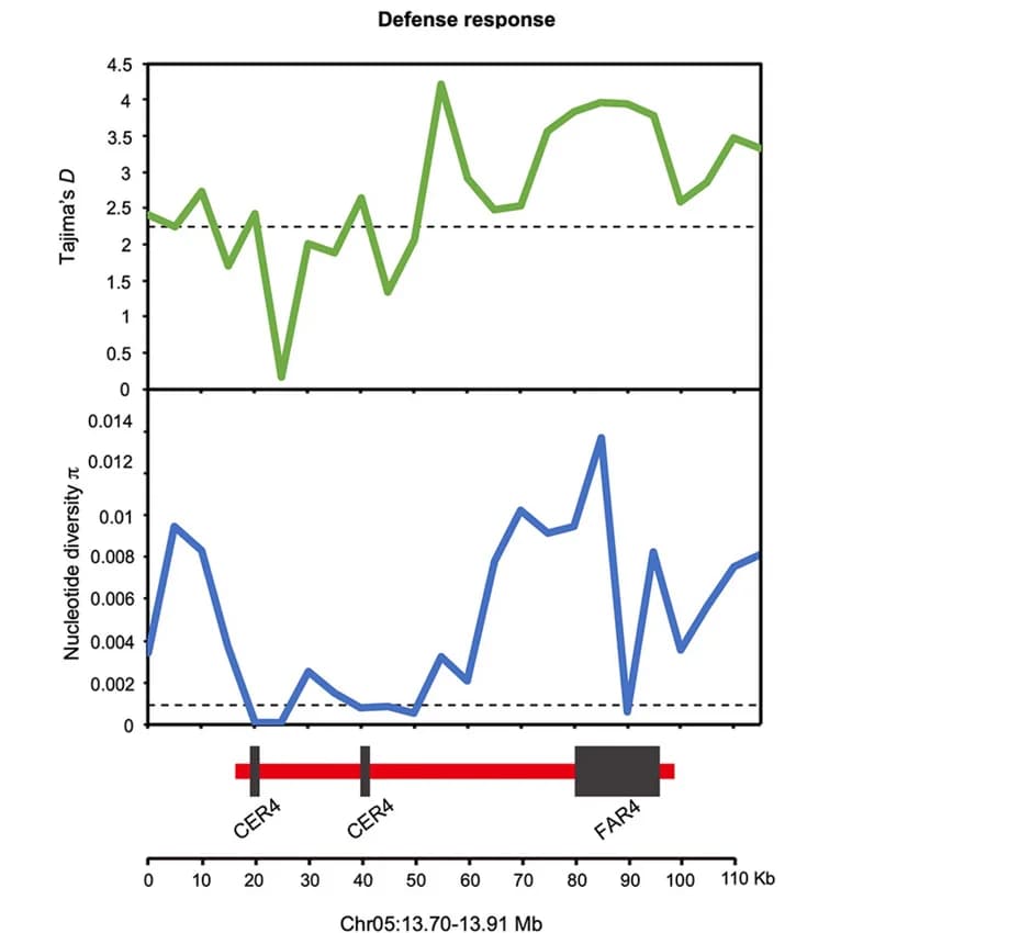 Open access visualization of Line Plot, Genes, Balancing selection, Cutin biosynthesis, Suberin biosynthesis
