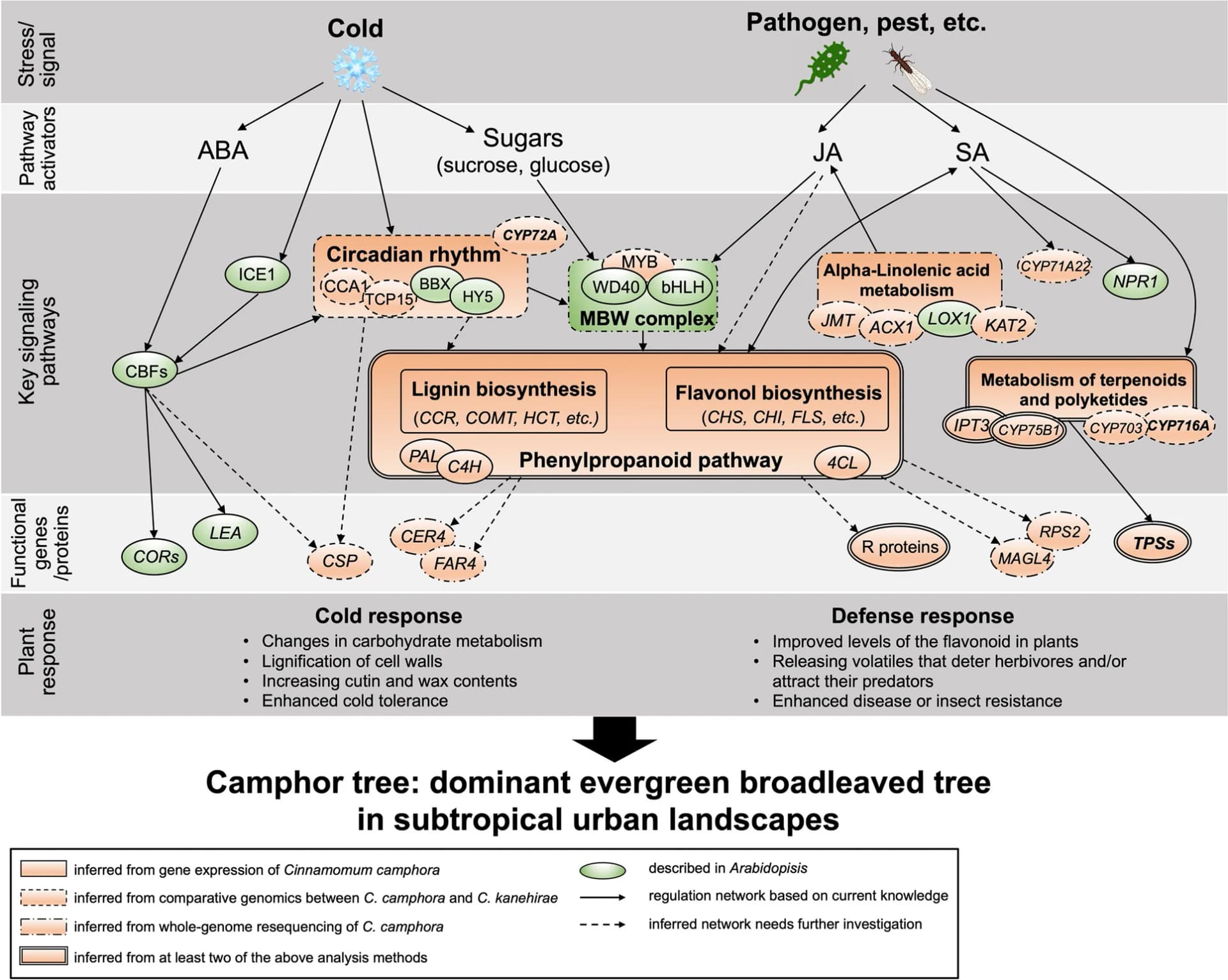 Open access visualization of Workflow, Flowchart, Illustration, Cinnamomum camphora, Subtropical Urban Landscapes