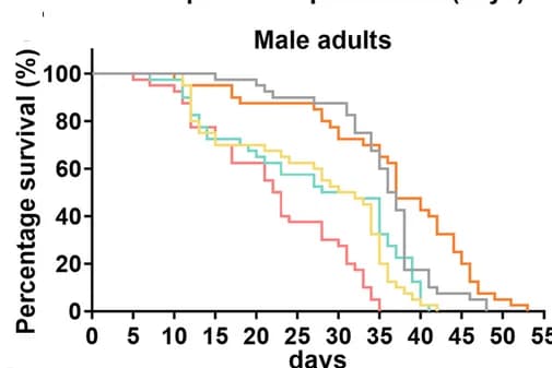 Open access visualization of Line Plot, Survival Curve, Line Step, Survival Curves, Male Adults