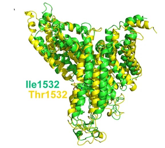 Open access visualization of Protein Structure, VGSC, I1532T Mutation, Molecular Dynamics Simulation
