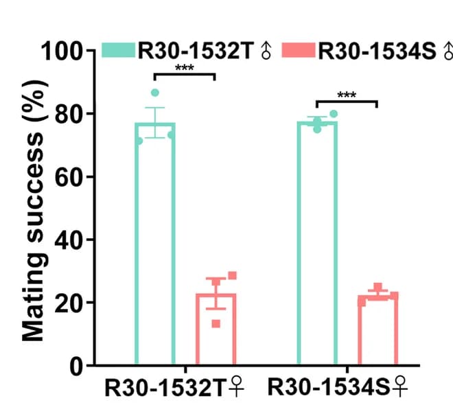 Open access visualization of Bar Plot, Error Bars, Clustered, Mating Success Rate, Insect Strains