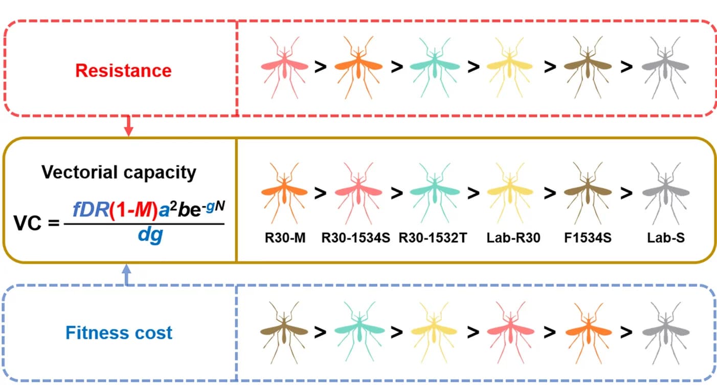 Open access visualization of Workflow, Flowchart, Resistance, Fitness Cost, Vectorial Capacity